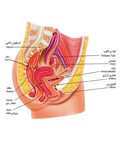 Anatomy1 آناتومی دستگاه تناسلی
