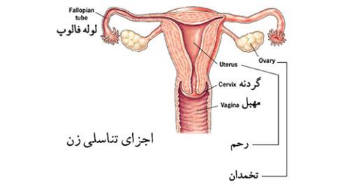 آناتومی خانم ها