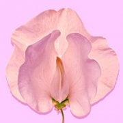 مراقبتهای پس از لابیاپلاستی