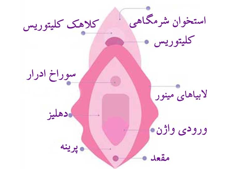 هودکتومی در کرج کوچک کردن کلاهک کلیتوریس