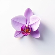 لابیاپلاستی با لیزر در کرج